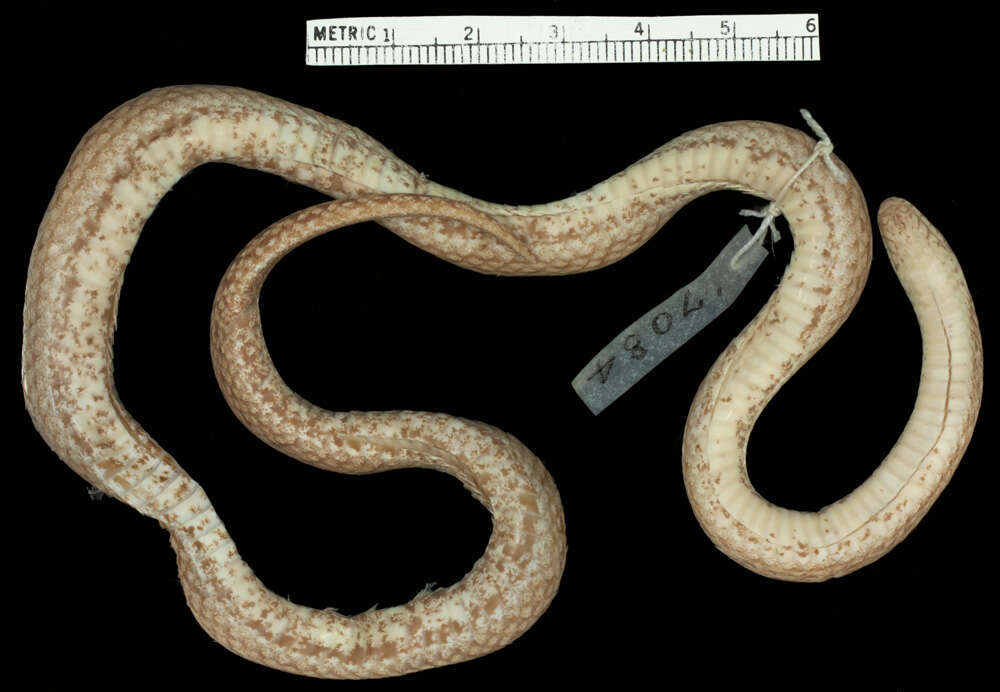 Image of Western Ground Snake