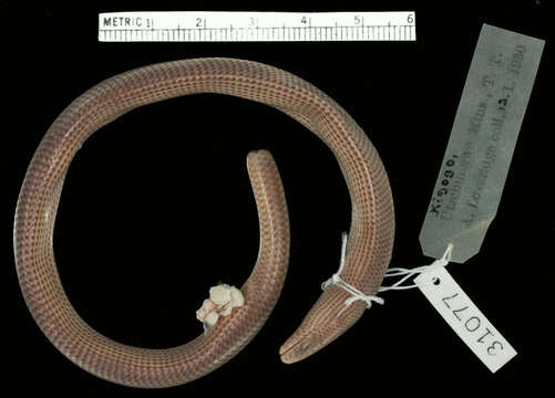 Image of Udzungwa Limbless Skink