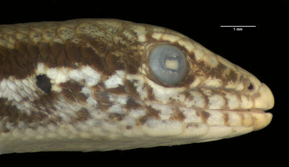 Image of Boulenger's Snake-eyed Skink