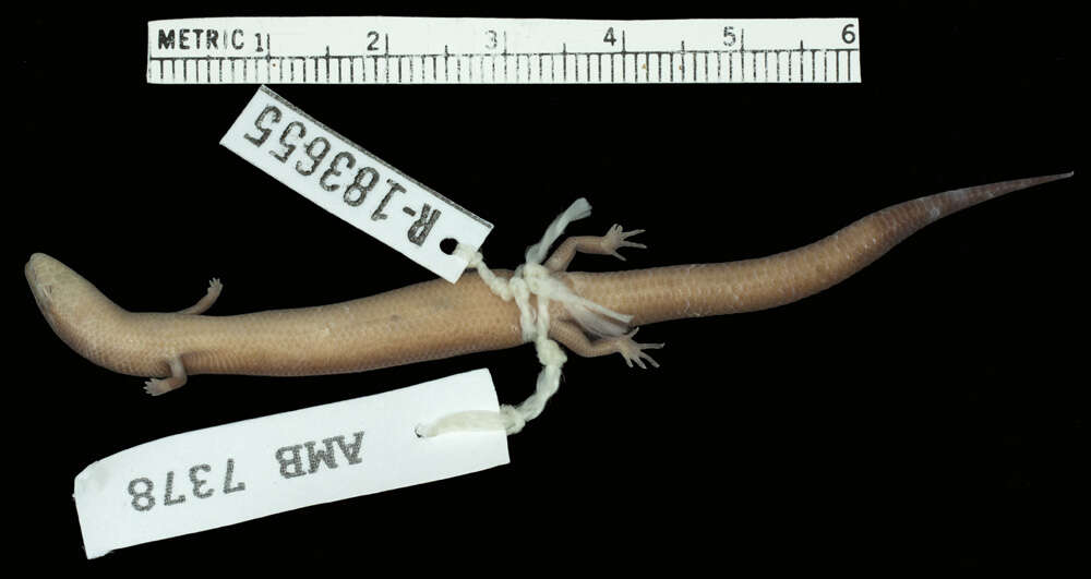 Sivun Nannoscincus garrulus Sadlier, Bauer & Smith 2006 kuva