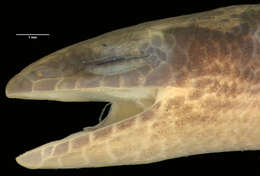 Image of Nannoscincus garrulus Sadlier, Bauer & Smith 2006