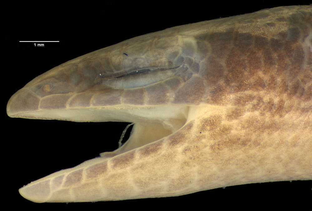 Image of Nannoscincus garrulus Sadlier, Bauer & Smith 2006