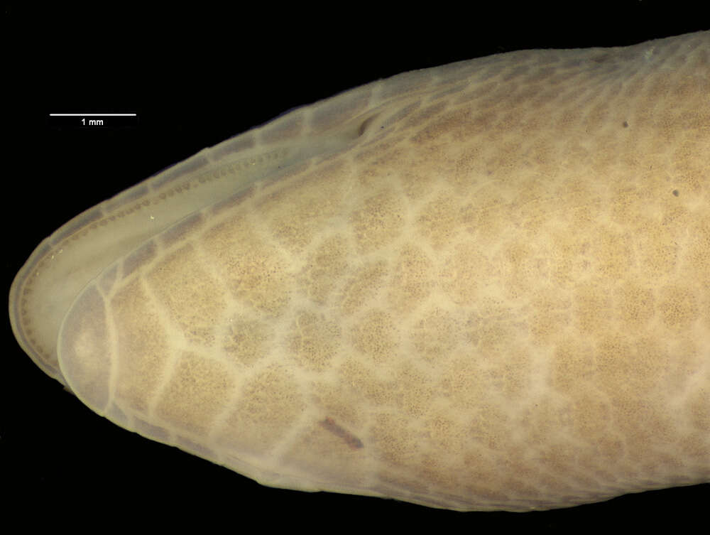 Image of Nannoscincus garrulus Sadlier, Bauer & Smith 2006