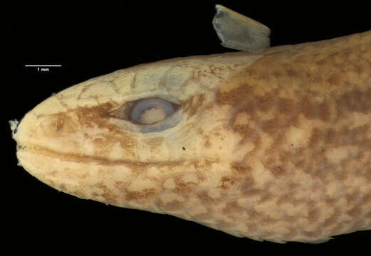 Leptosiaphos graueri (Sternfeld 1912)的图像