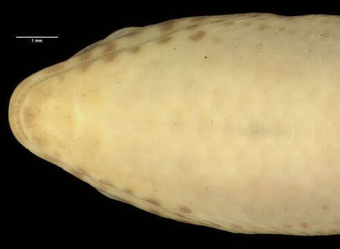 Leptosiaphos hackarsi (De Witte 1941)的图像