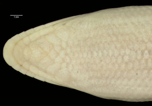 Image of Sandfish