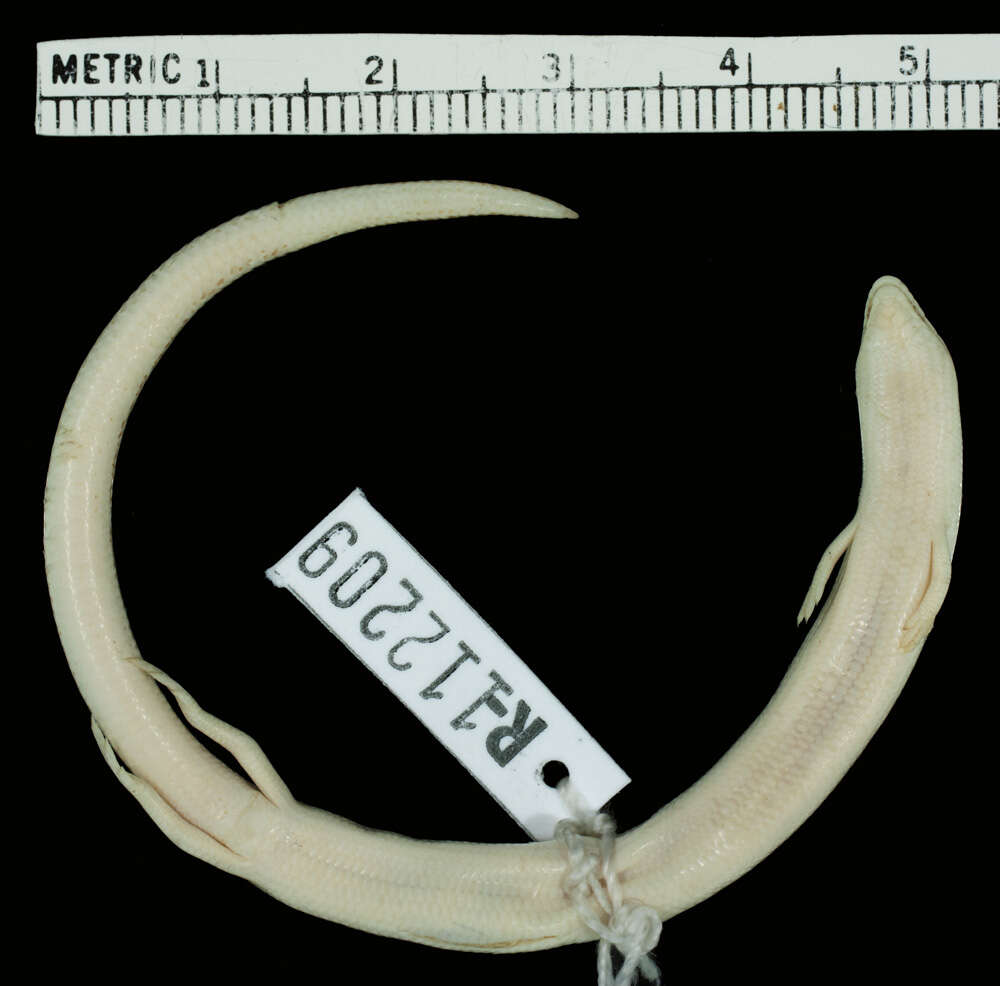 Image of Ophiomorus chernovi Anderson & Leviton 1966