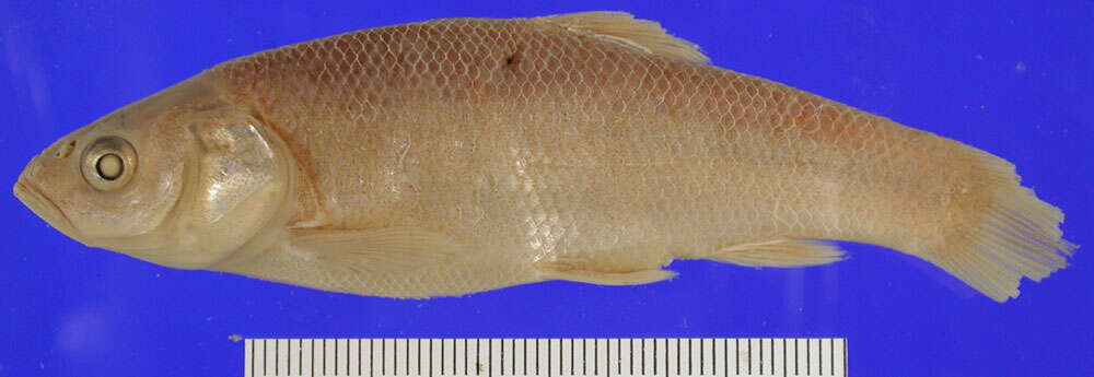 Image of Tui chub