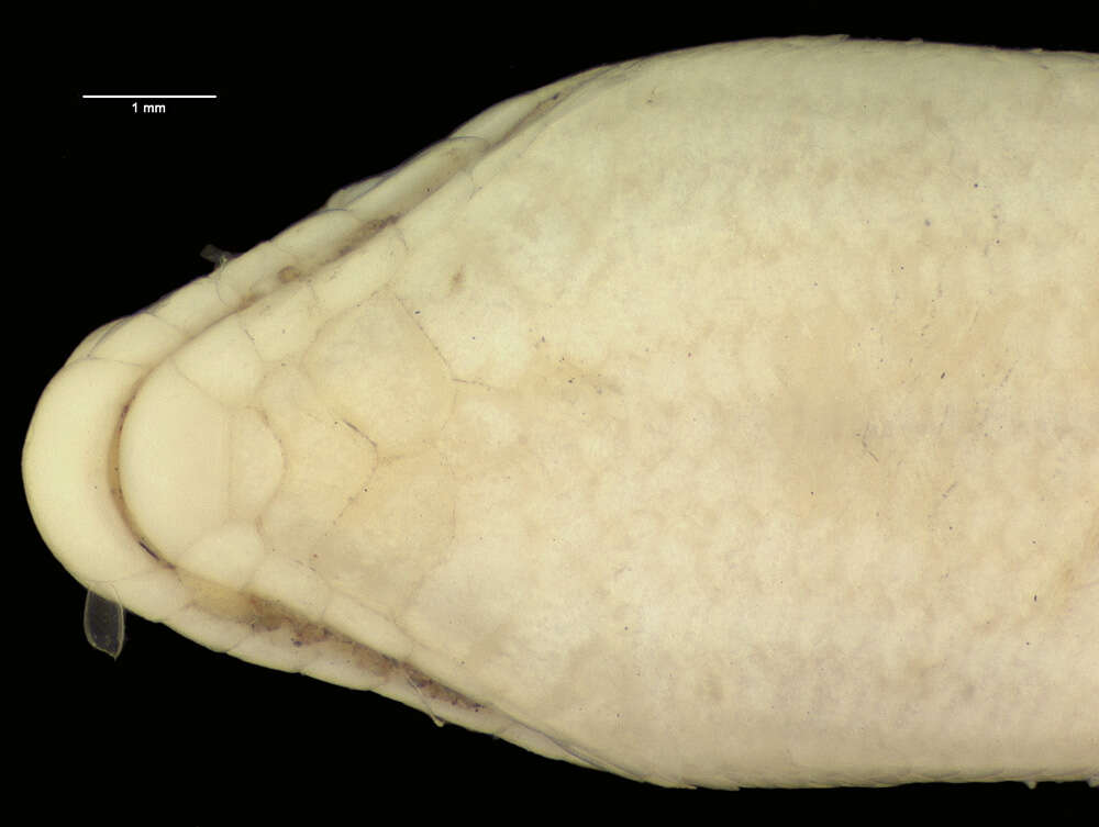 Image of Ophiomorus chernovi Anderson & Leviton 1966