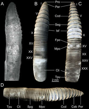 Image of Pasture Worm