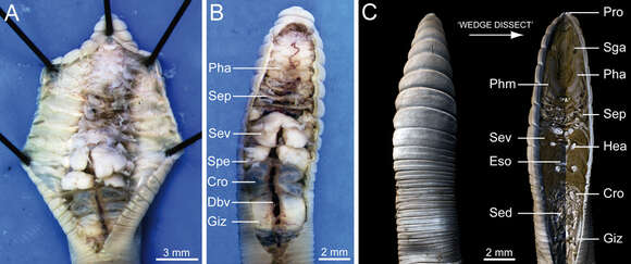 Image of Pasture Worm