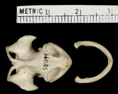 Sivun Mesoclemmys heliostemma (Mccord, Joseph-ouni & Lamar 2001) kuva