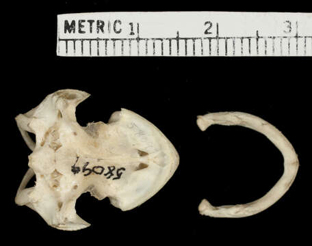 Sivun Mesoclemmys heliostemma (Mccord, Joseph-ouni & Lamar 2001) kuva