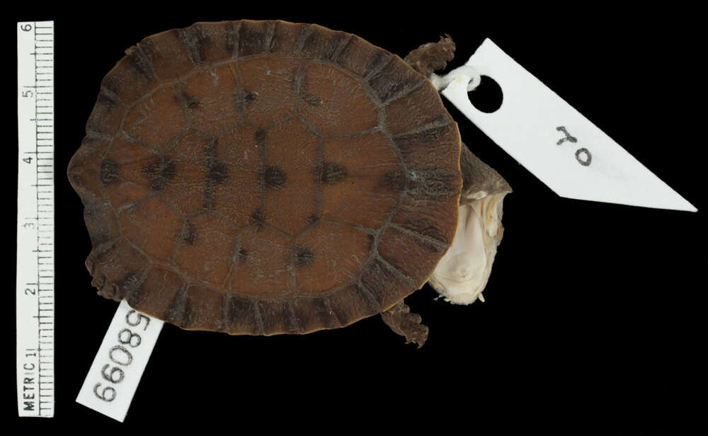 Image of Yellow-crowned toad-headed turtle