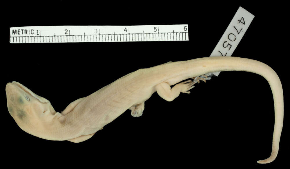 Image of Prehensile Green Tree Skink