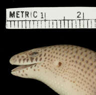 Image of Korat Supple Skink