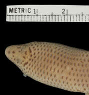 Image of Korat Supple Skink