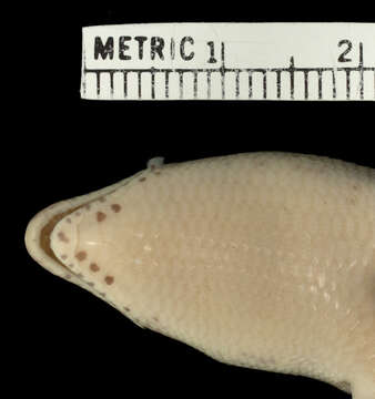 Image of Korat Supple Skink