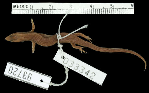 Image of Pygmy Supple Skink