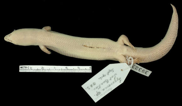 Image of Korat Supple Skink