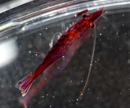 Image of black-urchin shrimp