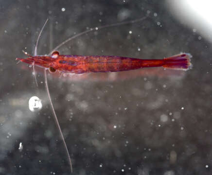 Image of black-urchin shrimp