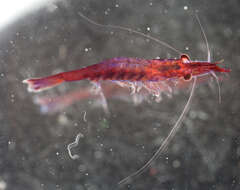 Image of black-urchin shrimp