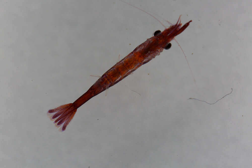 Image of black-urchin shrimp
