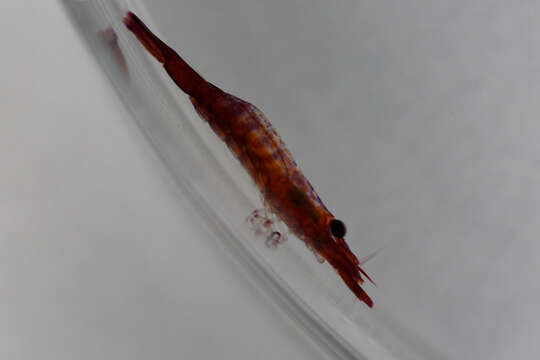 Image of black-urchin shrimp