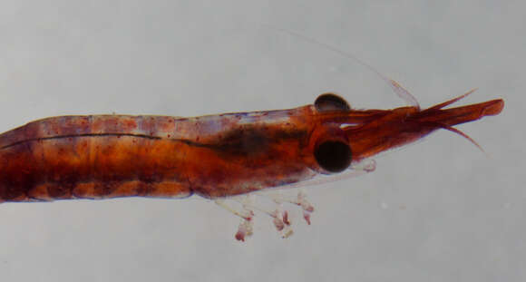 Image of black-urchin shrimp