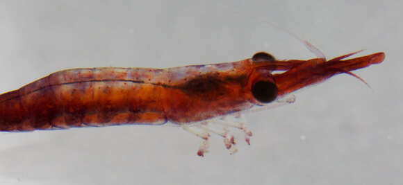 Image of black-urchin shrimp