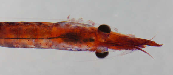 Image of black-urchin shrimp