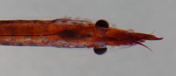 Image of black-urchin shrimp