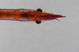 Image of black-urchin shrimp