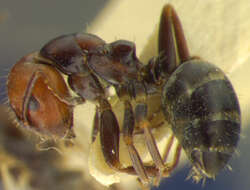 Image of Camponotus lateralis (Olivier 1792)