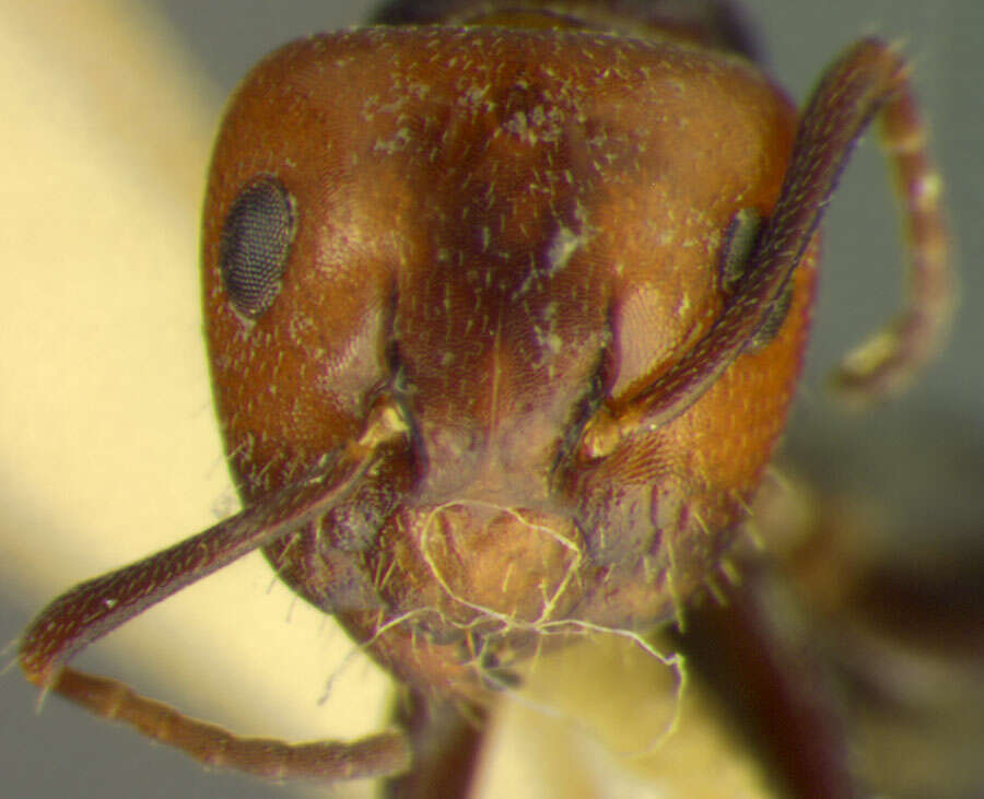 Image of Camponotus lateralis (Olivier 1792)