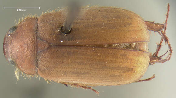 Image of Serica mixta Le Conte 1856