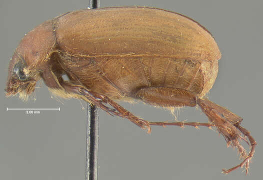 Image of Serica mixta Le Conte 1856