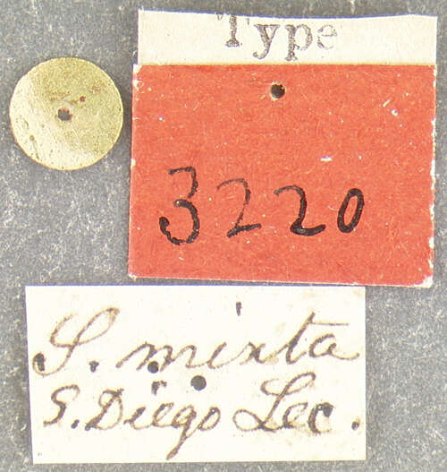 Image of Serica mixta Le Conte 1856