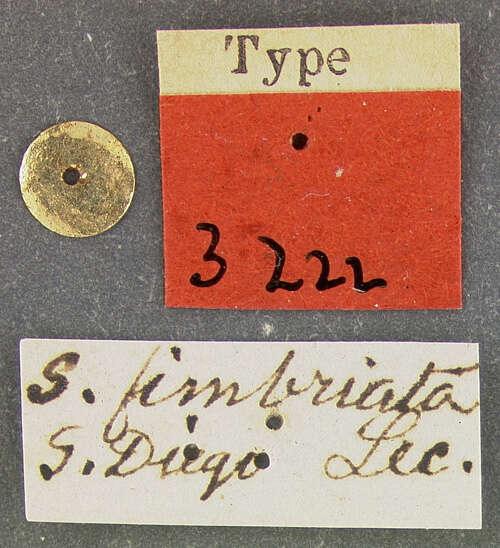 Image of Serica fimbriata Le Conte 1856