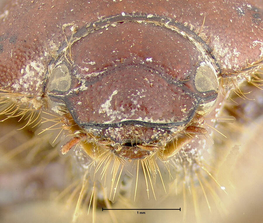 Image of Serica serotina Le Conte 1856