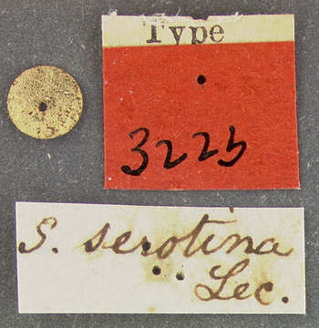 Image of Serica serotina Le Conte 1856