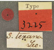 Image of Serica texana Le Conte 1856