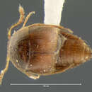 Image of Cypha longicornis (Paykull 1800)