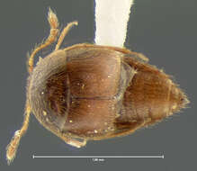 Image of Cypha longicornis (Paykull 1800)