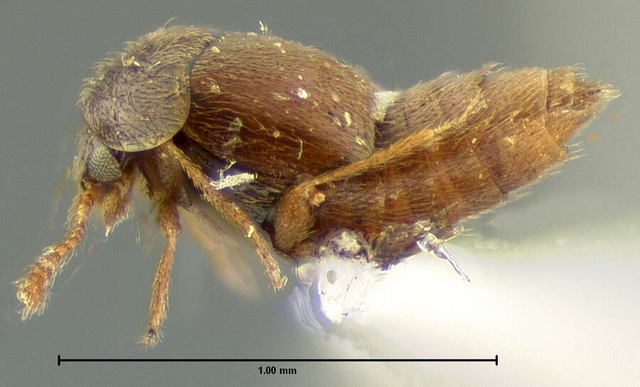 Image of Cypha longicornis (Paykull 1800)