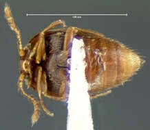 Image of Cypha longicornis (Paykull 1800)