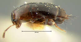 Image of Coproporus laevis Le Conte & J. L. 1863