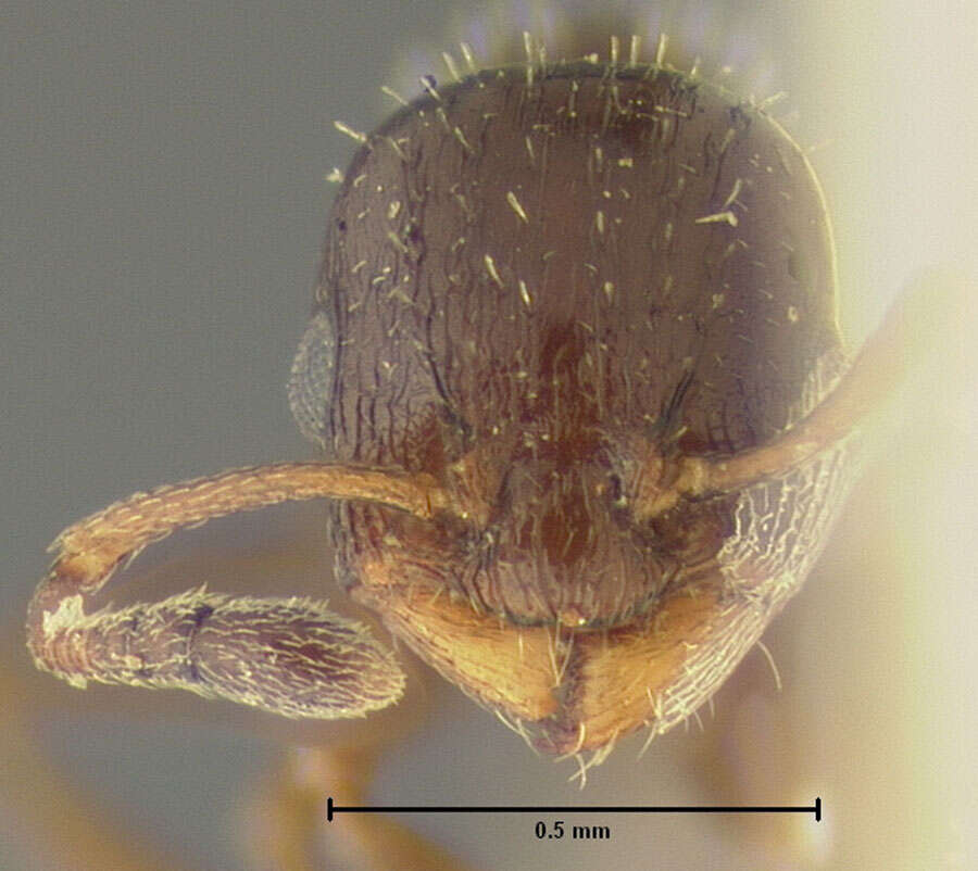 Image of <i>Temnothorax obturator</i>