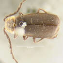 Image of <i>Telephorus dubius</i>